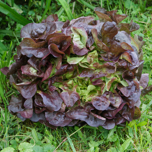 Ijsbergsla Batavia Bocado - Bakker