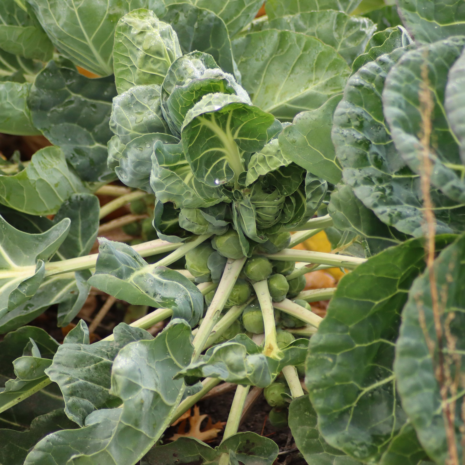 Spruiten Bright F1 - Brassica oleracea gemmifera Bright F1 - Bakker