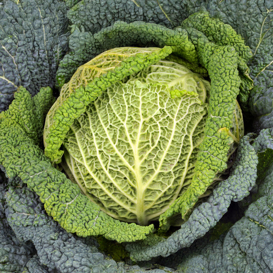 Savooiekool Manon F1 - Bakker