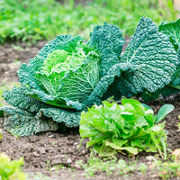 Savooiekool Manon F1 - Brassica oleracea sabauda Manon F1 - Bakker