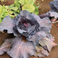 Moestuinplanten - Rode kool Fuego F1 - Brassica oleracea capitata Fuego F1