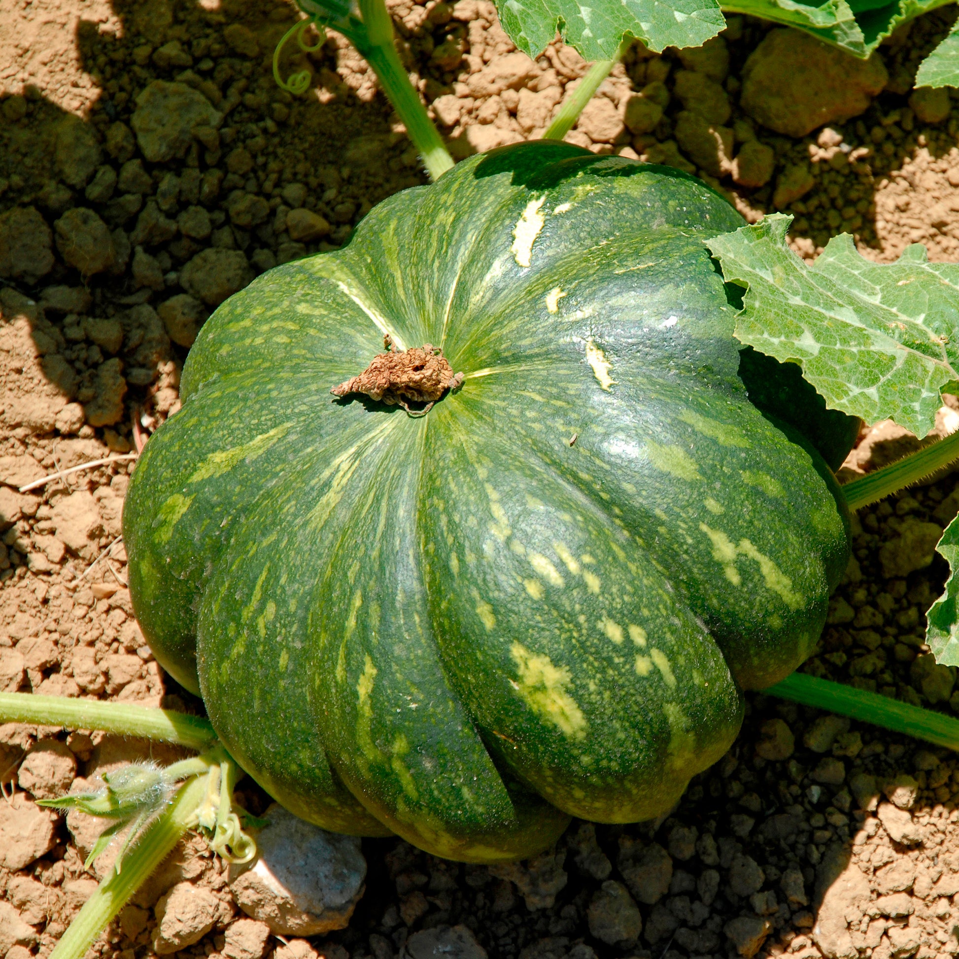 Muskaatpompoen Musqué de provence - Bakker