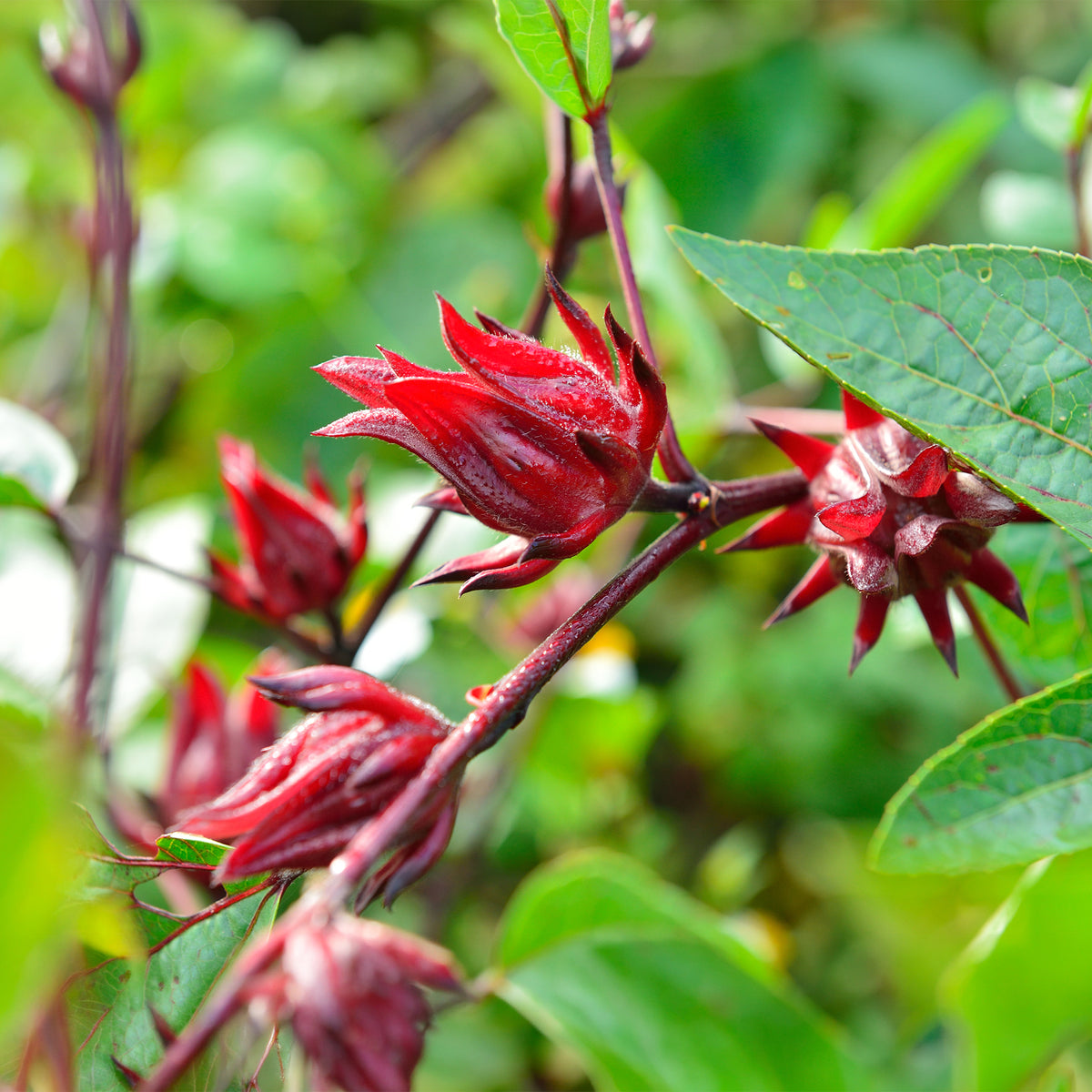 Roselle