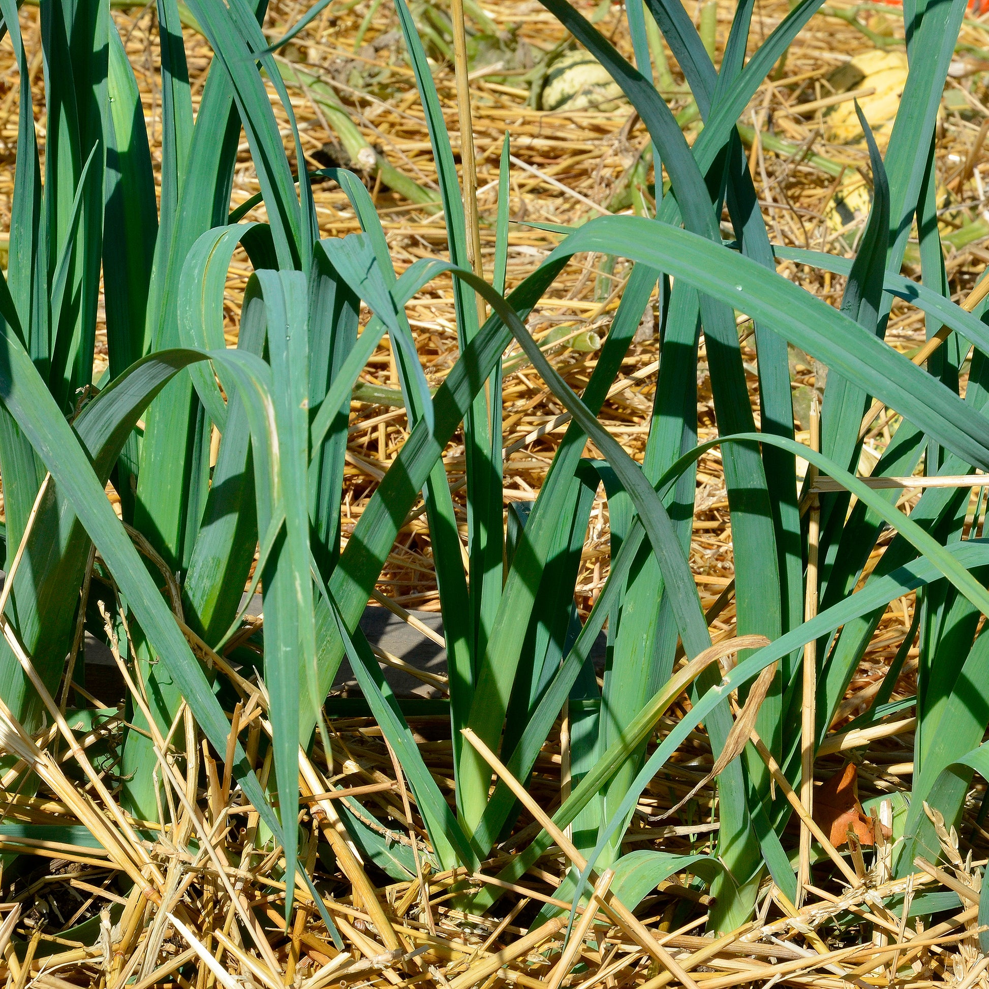 Prei Bleu de Solaise - Bakker
