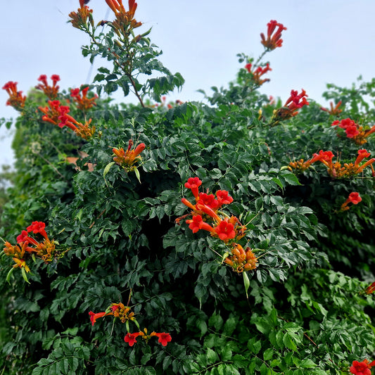 Trompetbloem Ebony & Red® Mincamroug - Bakker