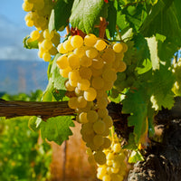 Druif Noha - Vitis vinifera Noah - Bakker