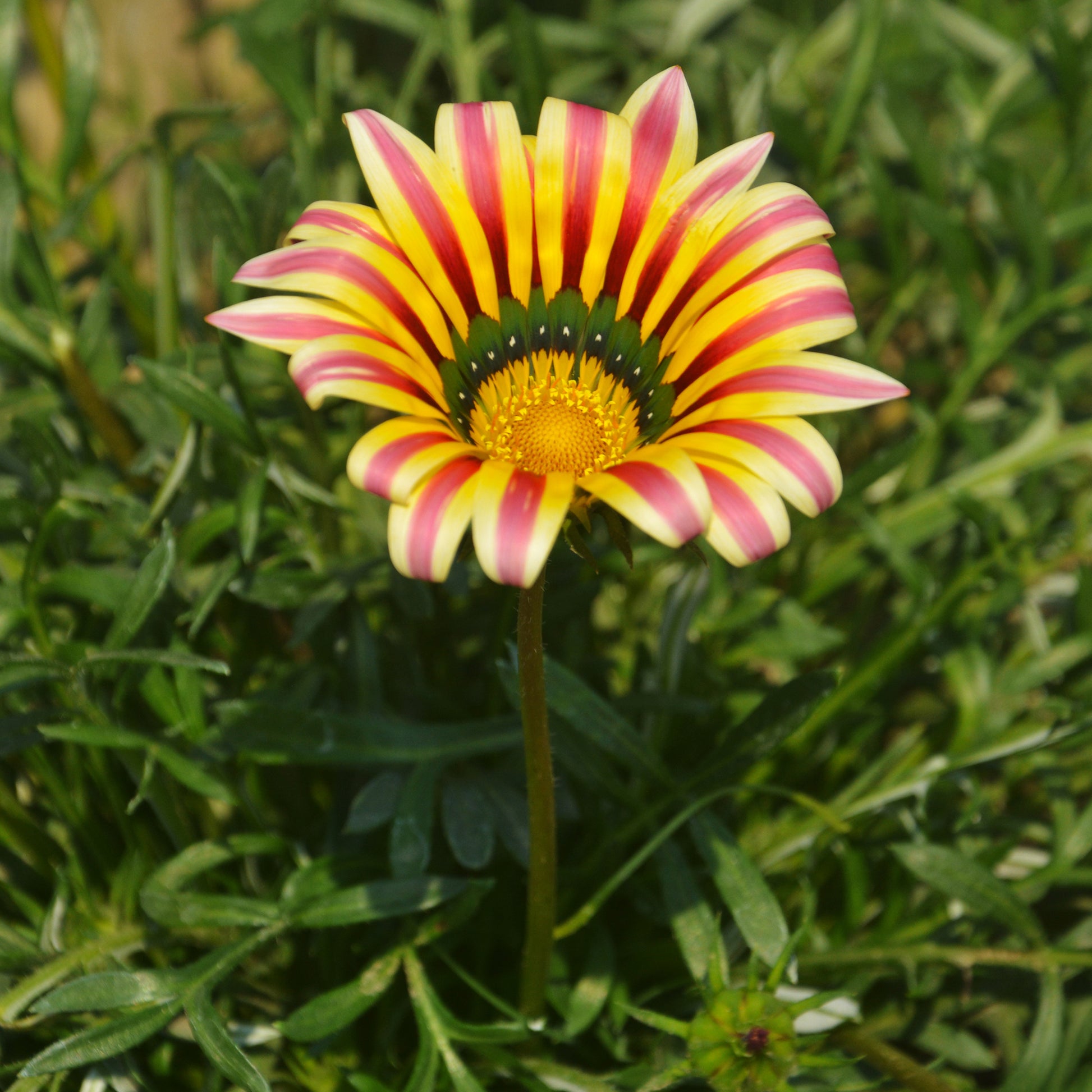 Middaggoud Big Kiss Yellow Flame - Bakker