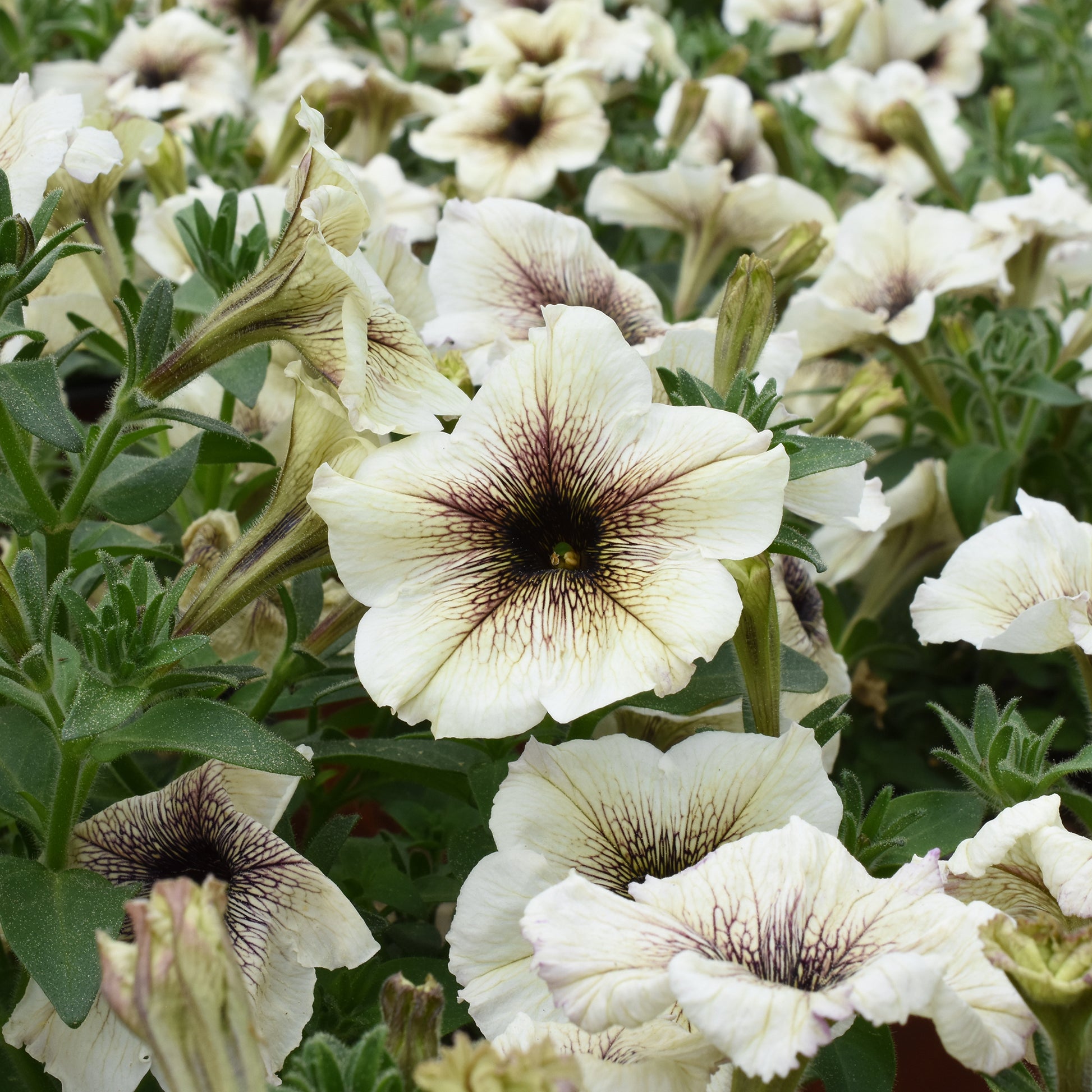 Tuinpetunia - Bakker