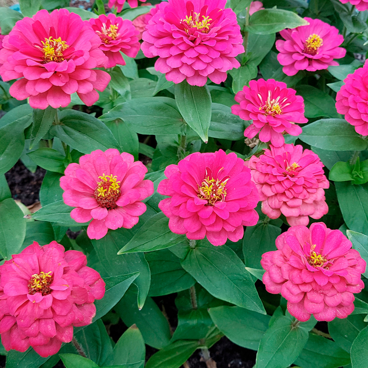 Fuchsia zinnia - Zinnia elegans fuchsia - Bakker