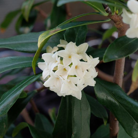 Daphne Perfum Princess White - Bakker