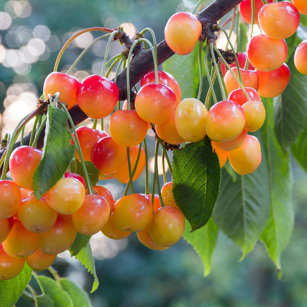 Kersenboom Büttners Rode Kriek - Prunus avium Büttners Rote Knorpelkirsche - Bakker