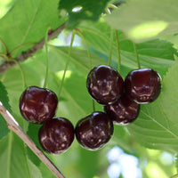 Kersenboom Grote Zwarte Kriek - Prunus avium Große Schwarze Knorpelkirsche - Bakker