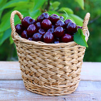 Prunus avium Große Schwarze Knorpelkirsche - Kersenboom Grote Zwarte Kriek - Kersenbomen