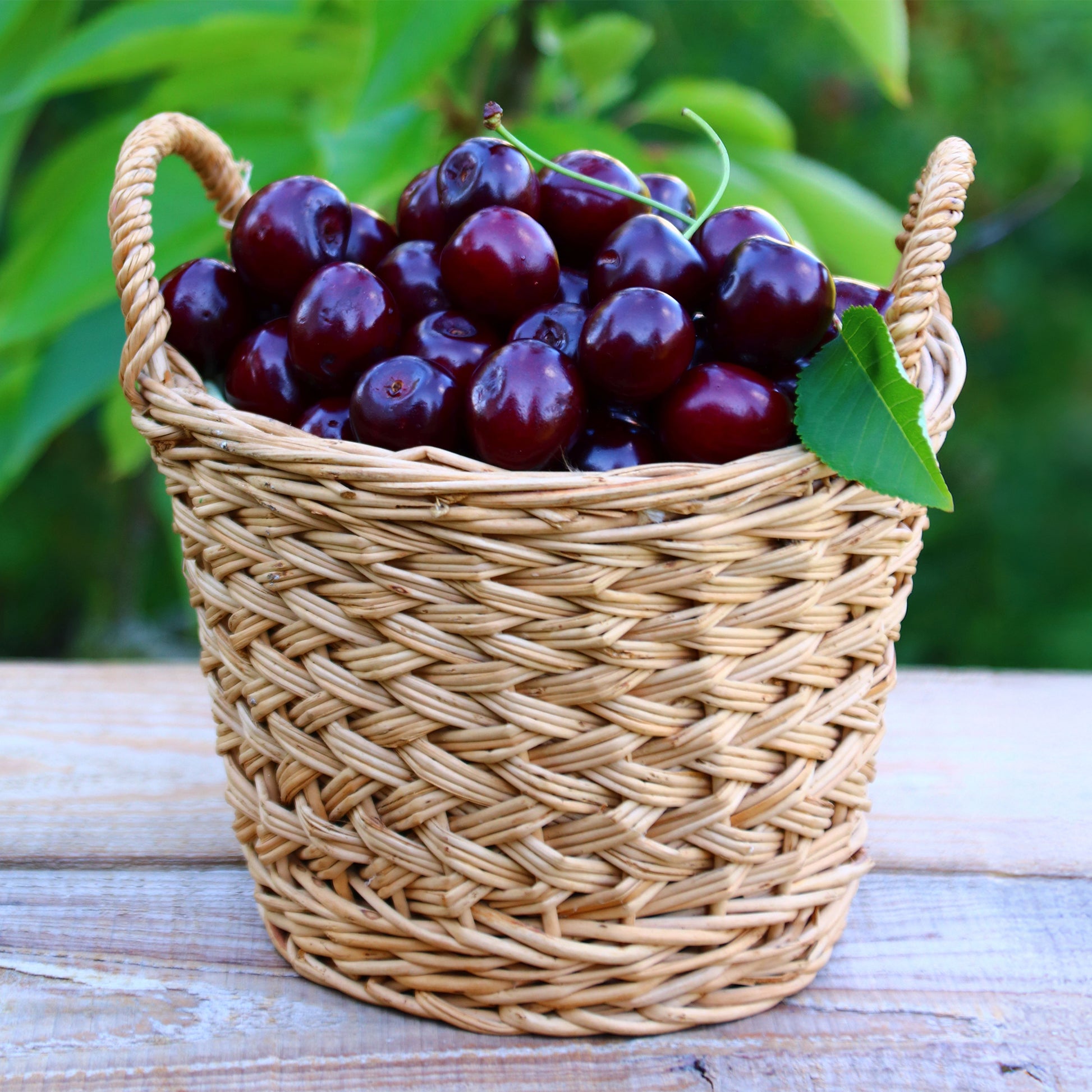Prunus avium Große Schwarze Knorpelkirsche - Kersenboom Grote Zwarte Kriek - Kersenbomen