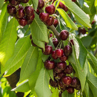 Kersenboom Stella - Prunus avium Stella - Bakker