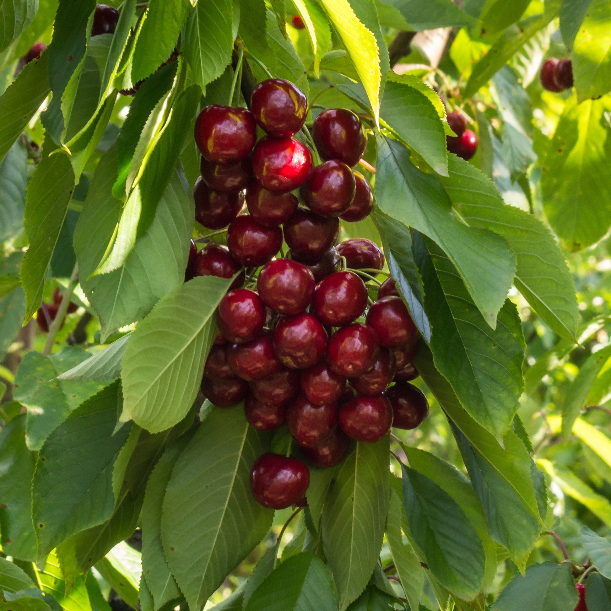 Kersenboom Stella - Bakker