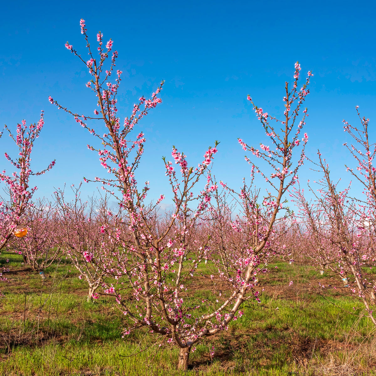 Nectarinebomen - Nectarineboom Flavortop - Prunus persica nucipersica Flavor Top