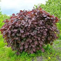 Hazelaar - Hazelaar Rode Zellernoot - Corylus maxima Rote Zellernuss