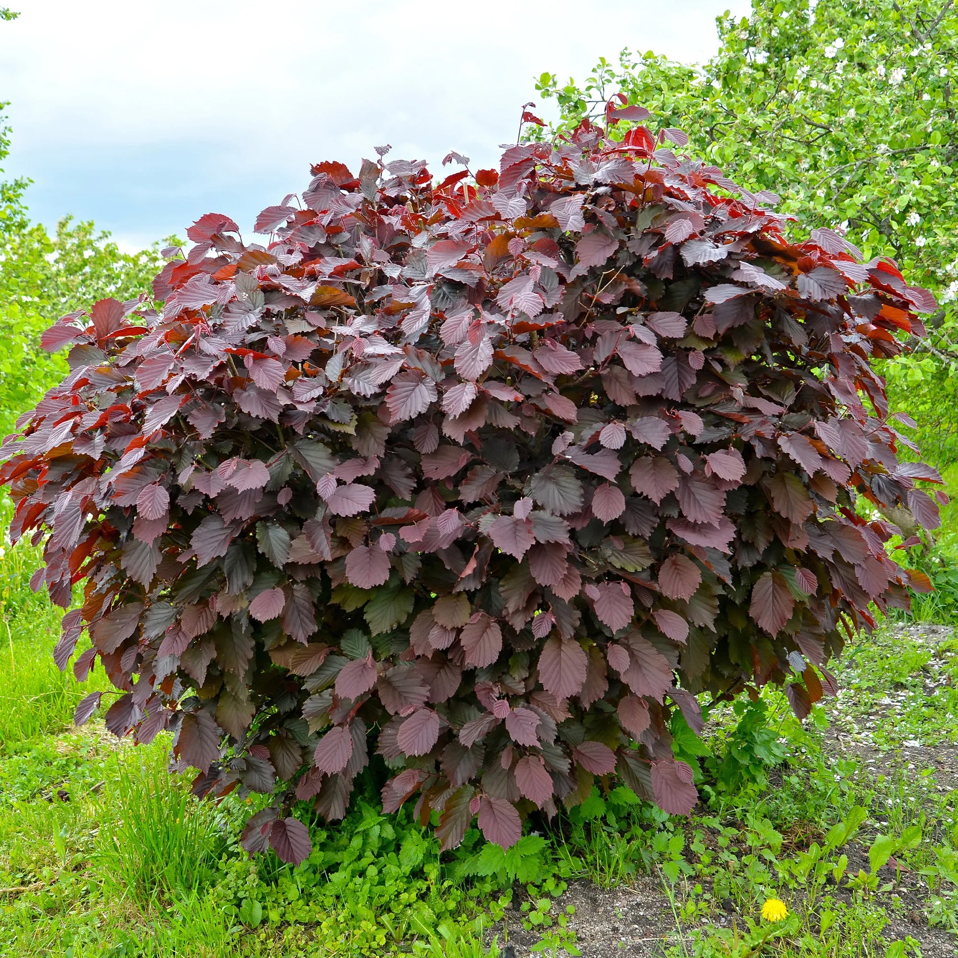 Hazelaar - Hazelaar Rode Zellernoot - Corylus maxima Rote Zellernuss