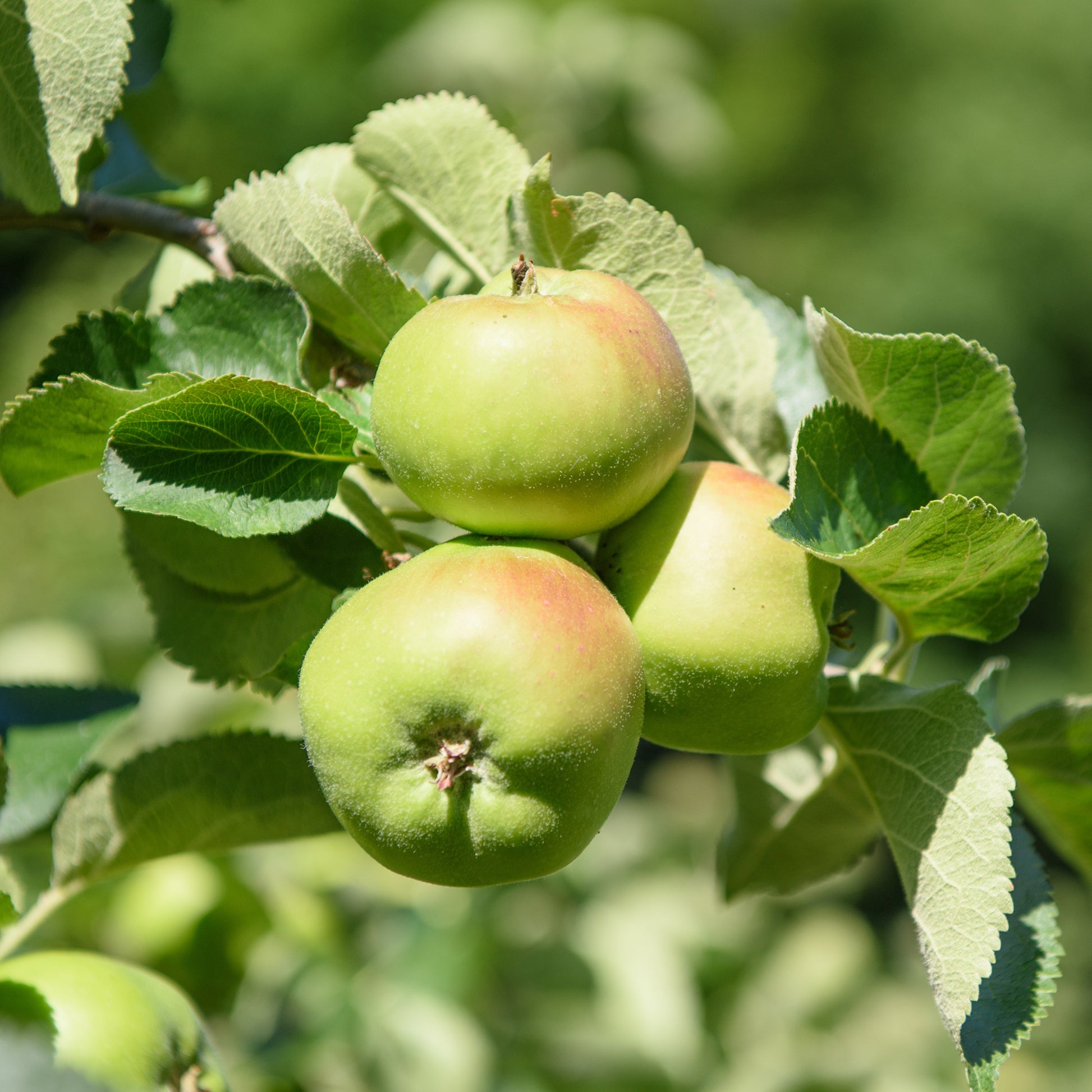 Appelboom Bramleys Seedling - Malus domestica Bramley's Seedling - Bakker