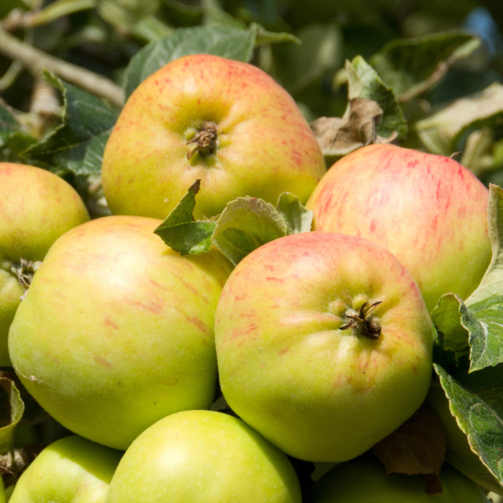 Appelboom Bramleys Seedling - Bakker