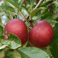 Appelboom Ingrid Marie - Bakker