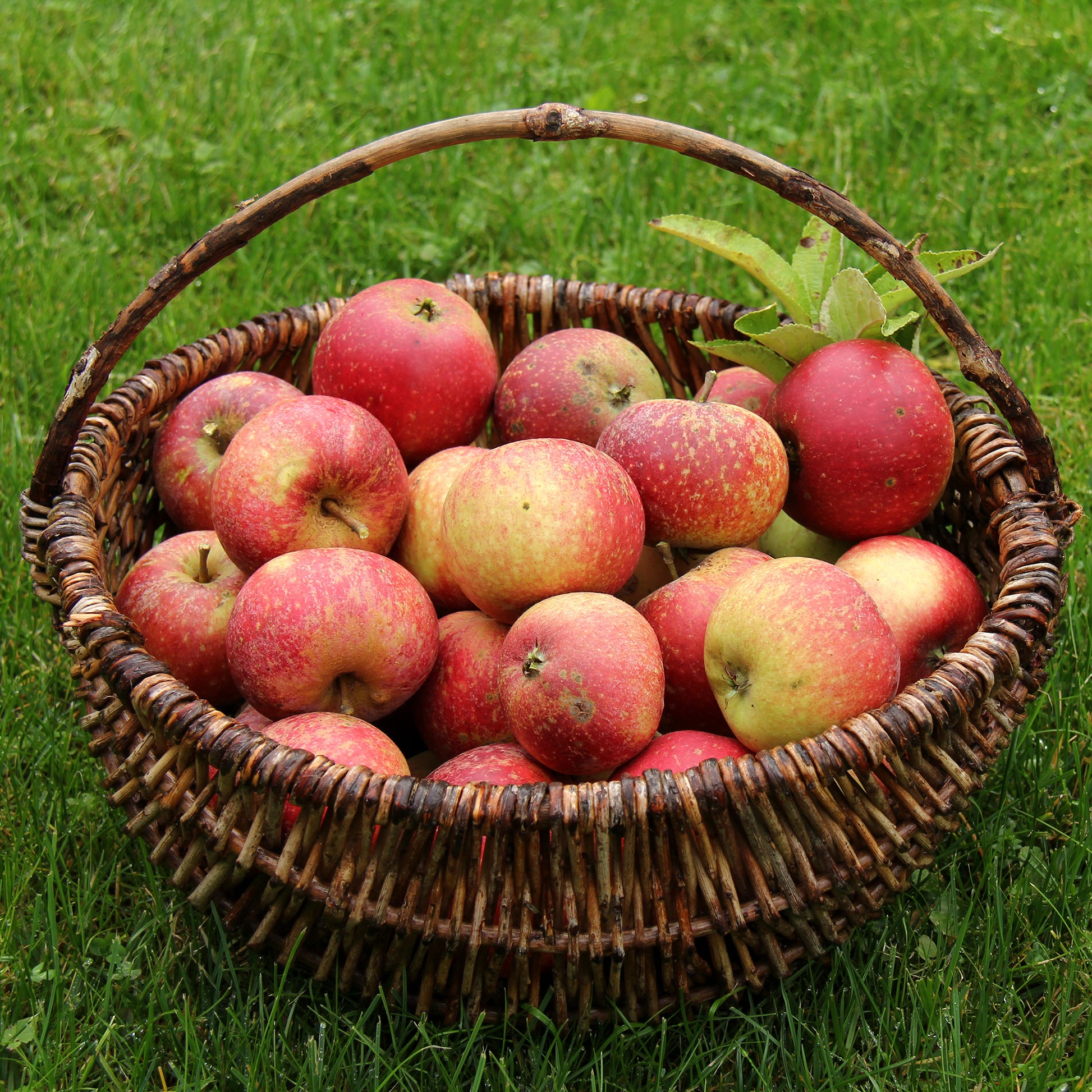 Appelboom Ingrid Marie - Bakker