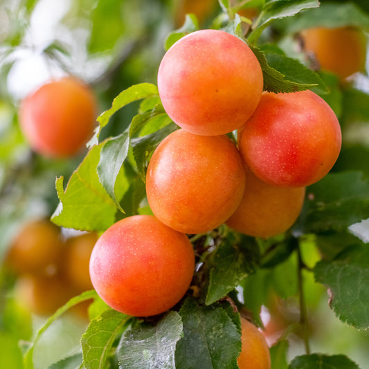 Pruimenboom Aprimira - Bakker