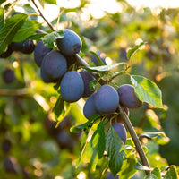 Pruimenboom Hauszwetsche - Bakker