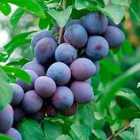 Pruimenboom Hauszwetsche - Prunus domestica Hauszwetsche - Bakker