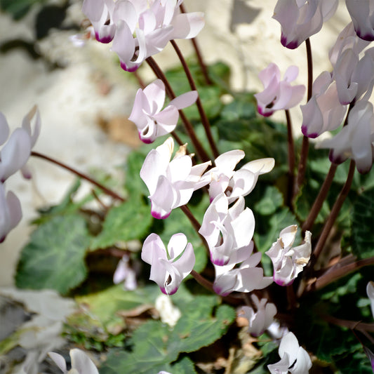 Cyclamen coum blanc - Bakker