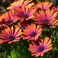 Osteospermum purple sun - Osteospermum Flower Power® Purple Sun - Bakker