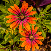 Osteospermum Flower Power® Purple Sun - Osteospermum purple sun - Balkon- en terrasbloemen