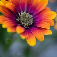 Balkon- en terrasbloemen - Osteospermum purple sun - Osteospermum Flower Power® Purple Sun