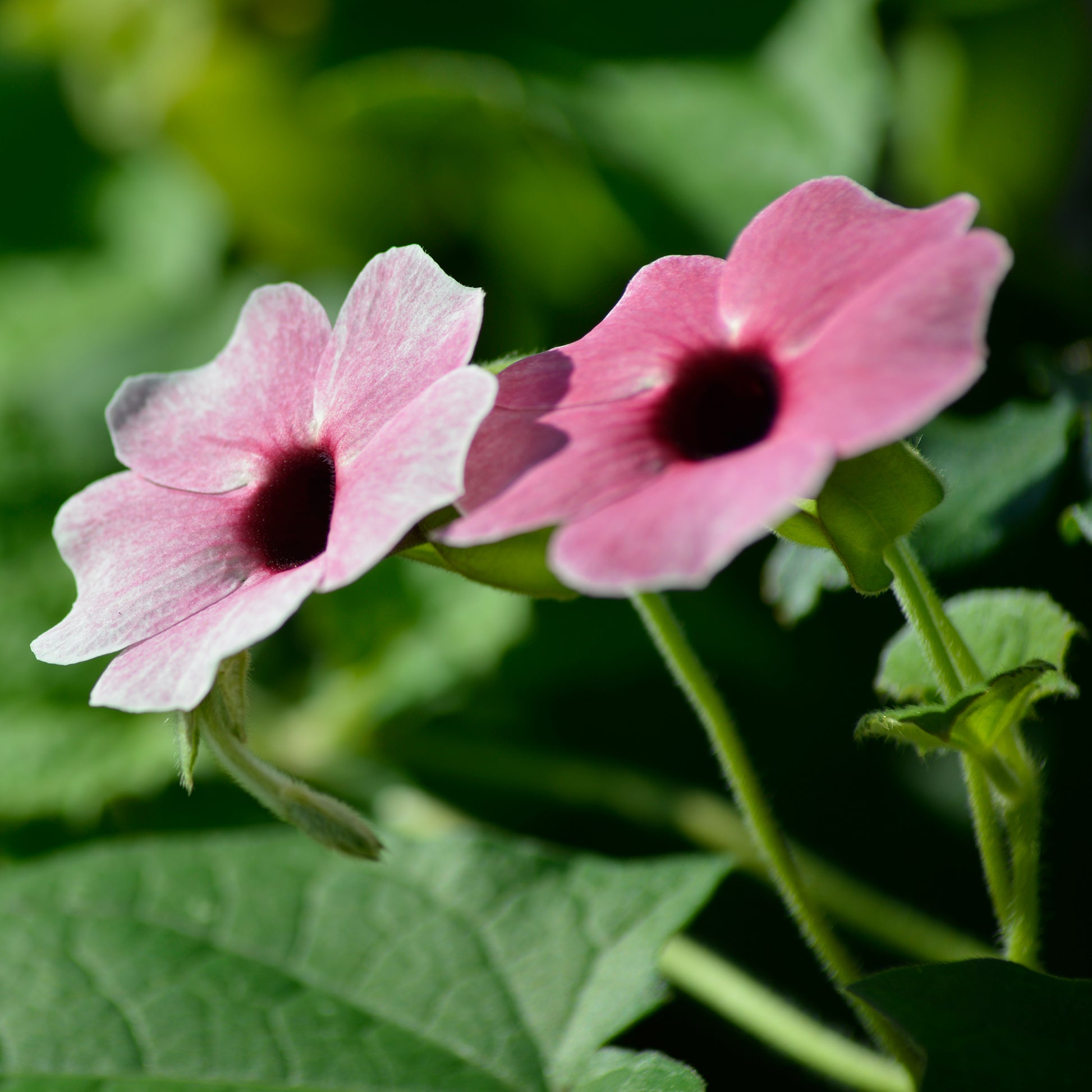Balkon- en terrasbloemen - Thunbergia alata Sunny Suzy Rose Sensation - Thunbergia alata Sunny Susy® Rose Sensation