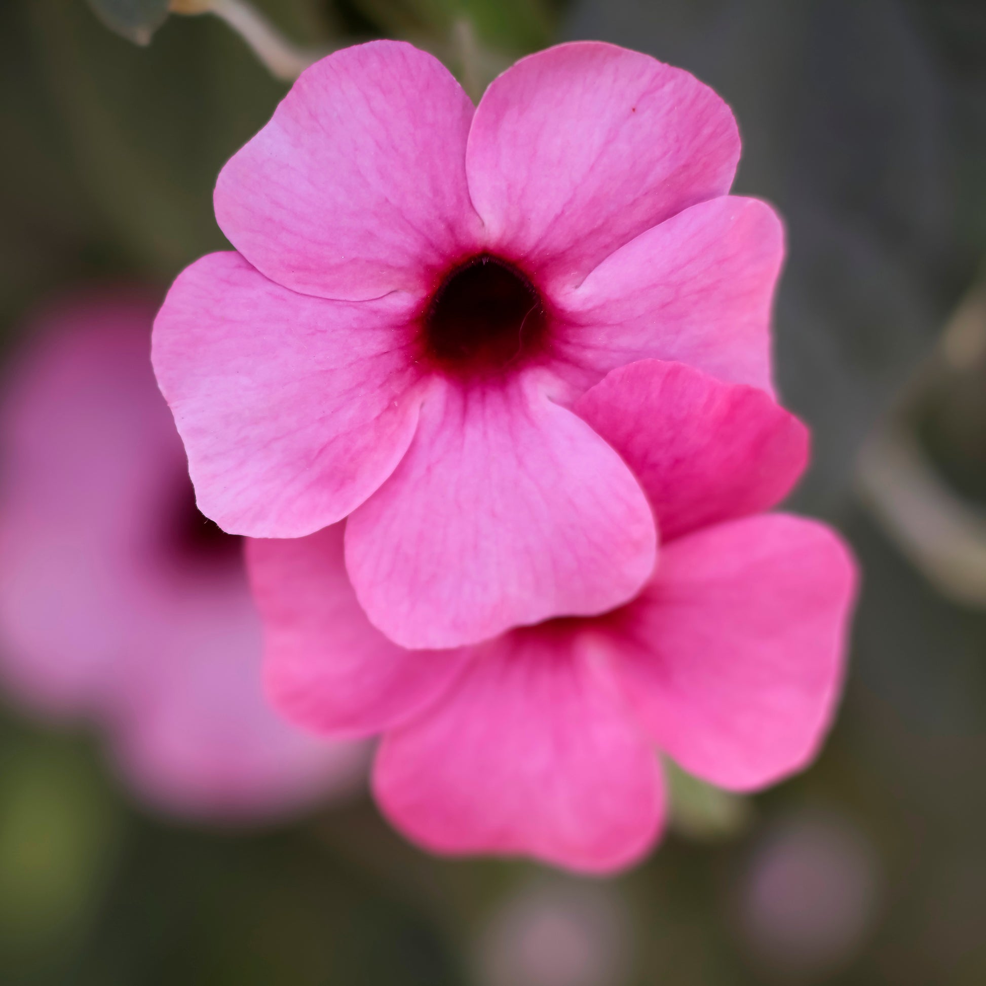 Thunbergia alata Sunny Susy® Rose Sensation - Thunbergia alata Sunny Suzy Rose Sensation - Balkon- en terrasbloemen