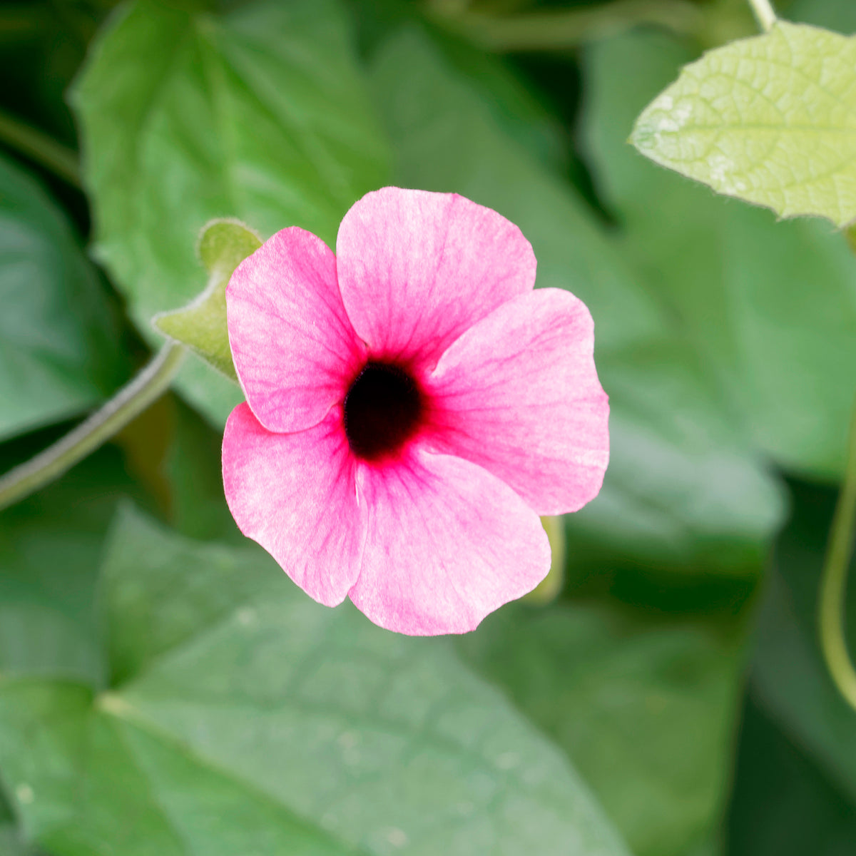 Thunbergia alata Sunny Susy® Rose Sensation - Thunbergia alata Sunny Suzy Rose Sensation - Balkon- en terrasbloemen
