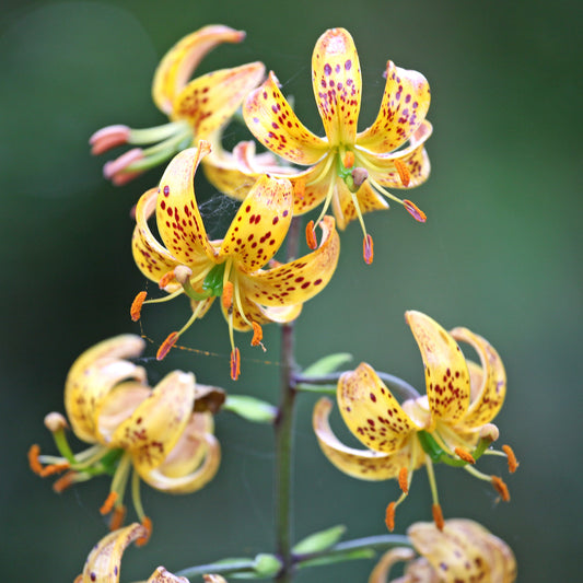 Turkse lelie Sunny Morning - Bakker