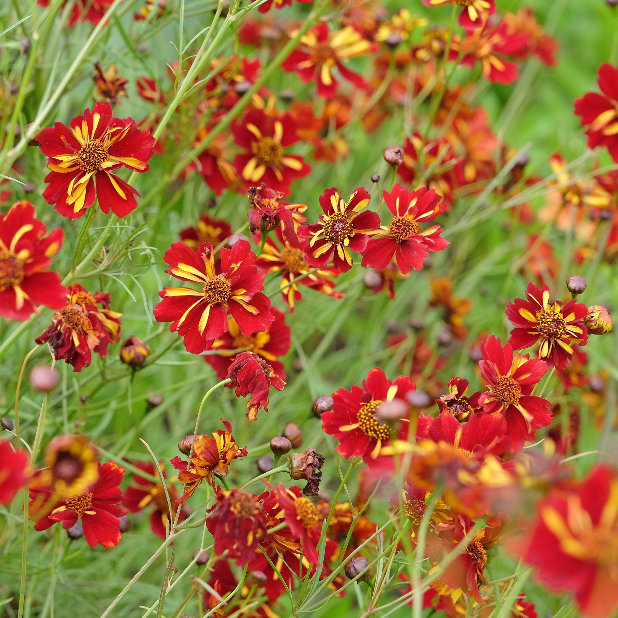Zaden Meisjesogen Roulette - Coreopsis tinctoria Roulette | Bakker.com