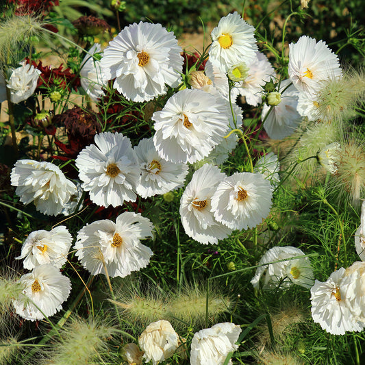 Cosmos Cupcakes White - Bakker