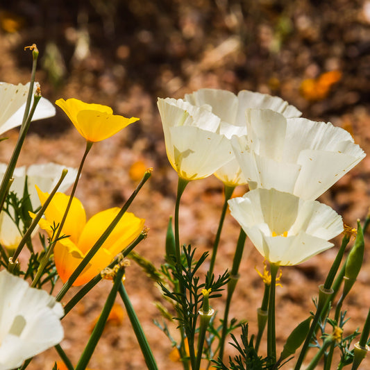 Slaapmutsje Ivory Castle - Bakker
