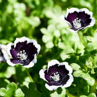 Bosliefje Penny Black - Nemophila menziesii Penny Black - Bakker