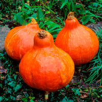 Pompoen Uchiki-Kuri - Bakker