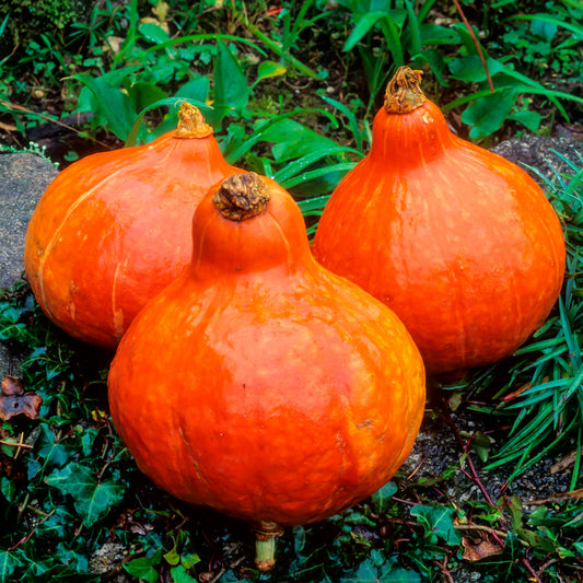 Pompoen Uchiki-Kuri - Bakker