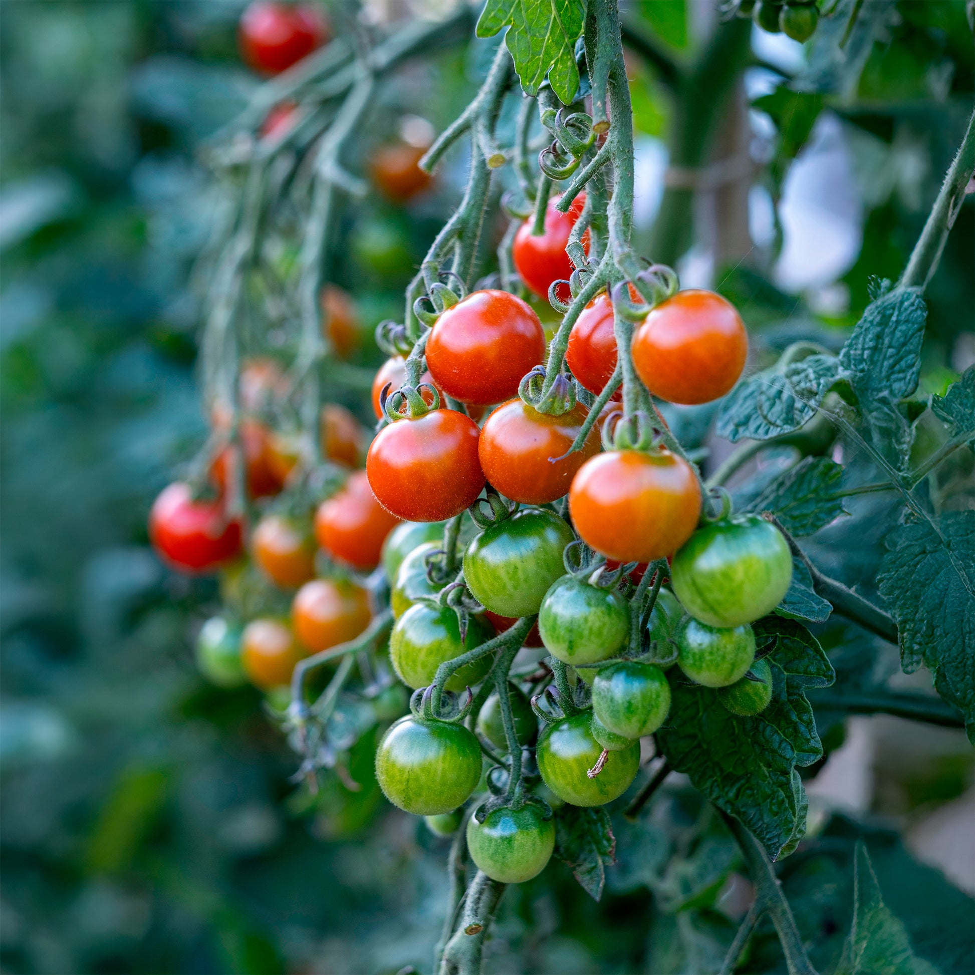 Tomaat Gardeners Delight - Bakker