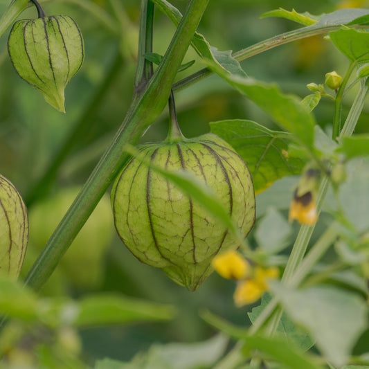 Tomatillo - Bakker