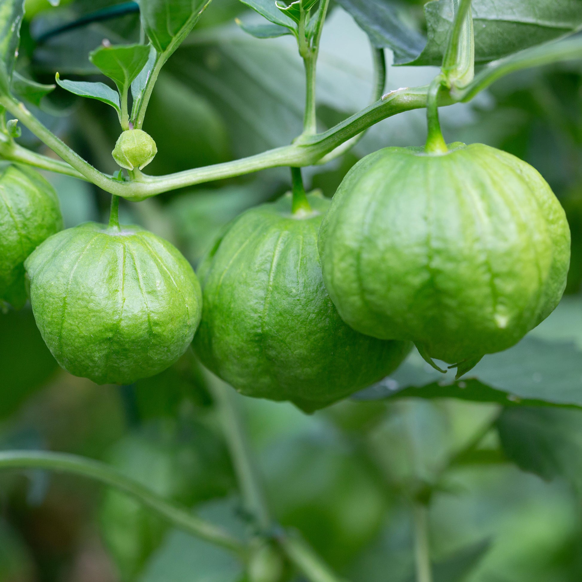 Tomatillo - Physalis ixocarpa - Bakker