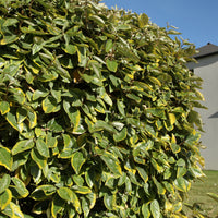 Elaeagnus ebbingei Viveleg - Olijfwilg Viveleg - Olijfwilg