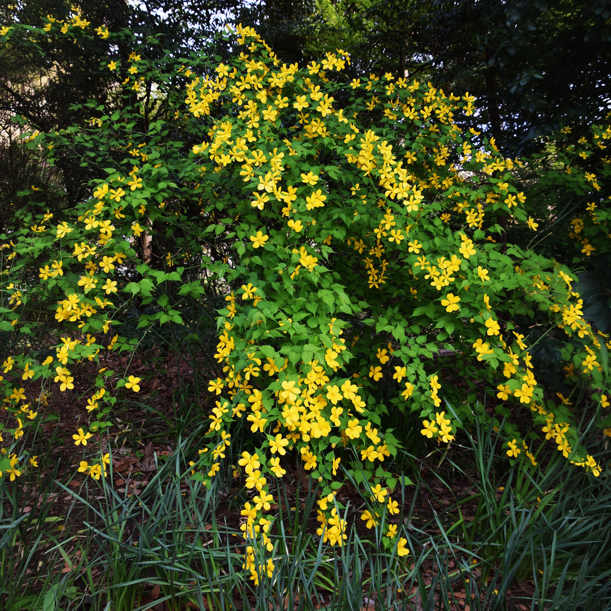 Verkoop Ranonkelstruik Golden Guinea - Kerria japonica Golden Guinea