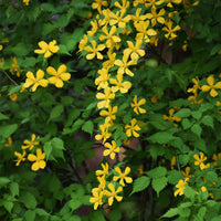 Ranonkelstruik Golden Guinea - Kerria japonica Golden Guinea - Bakker